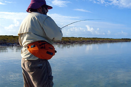 Bonefish runs are long and powerful