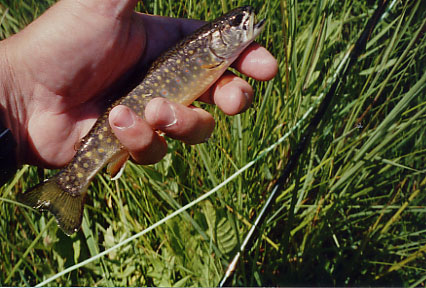 Red Lake Creek Brook Trout