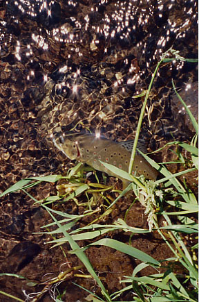 Mammoth Creek Brown Trout