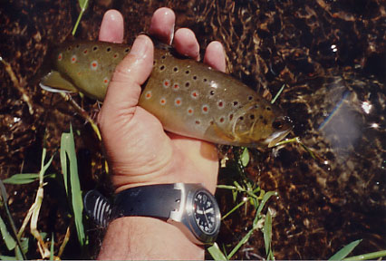 Mammoth Creek Brown Trout