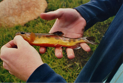 California Wild Golden Trout