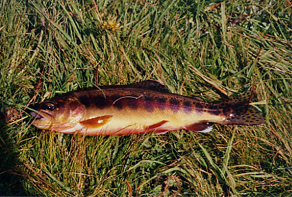 California Wild Golden Trout