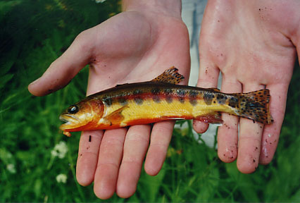 California Wild Golden Trout