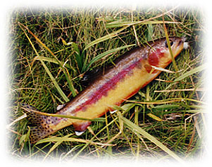 Golden Trout - California's State Fish