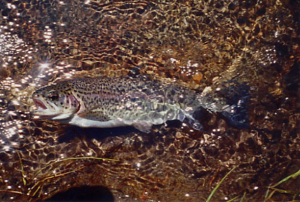 Mammoth Creek Rainbow Trout