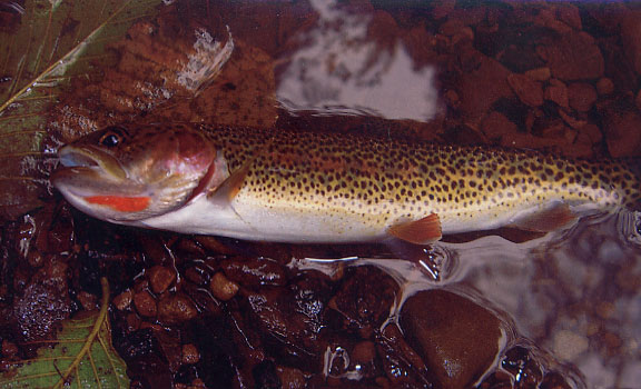 Carlo's Coastal Cutthroat Trout