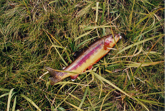 Carlo's California Golden Trout (State Fish)