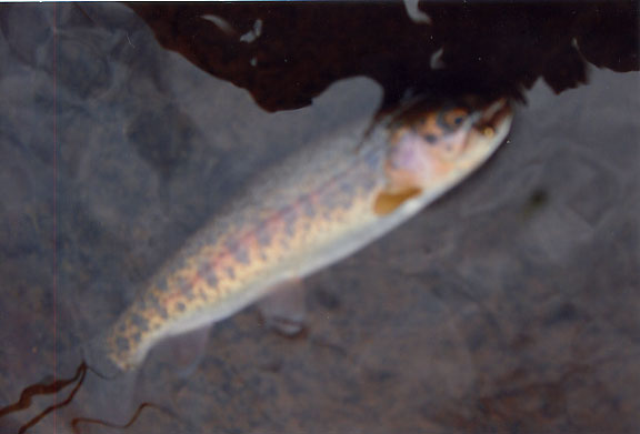 Carlo's Warner Lakes Redband Trout