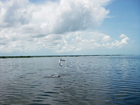 Flying Tarpon on the Fly