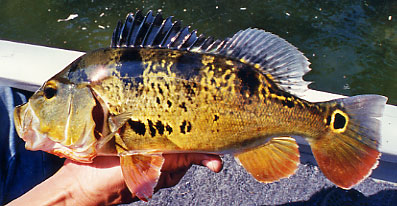 Peacock Bass - Florida