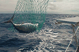 Netting an Albacore