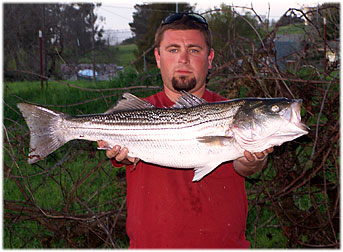 Danny's 11 lb Striper